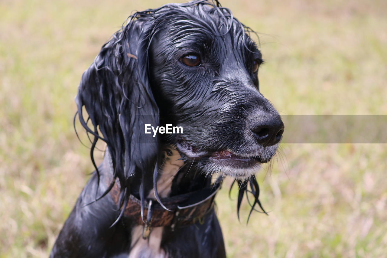 Close-up of wet black dog looking away on land