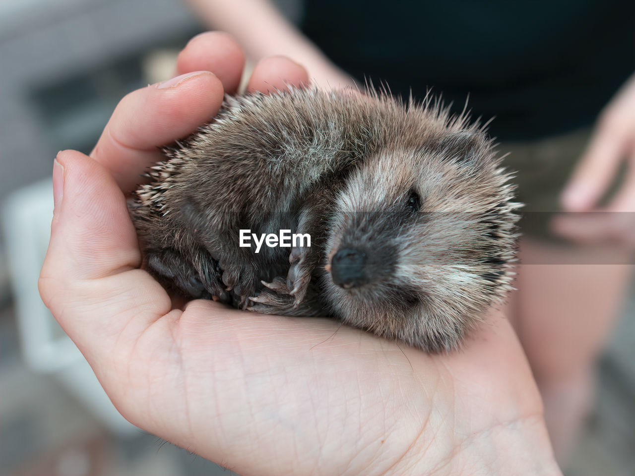 Baby hedgehog in palm of a human