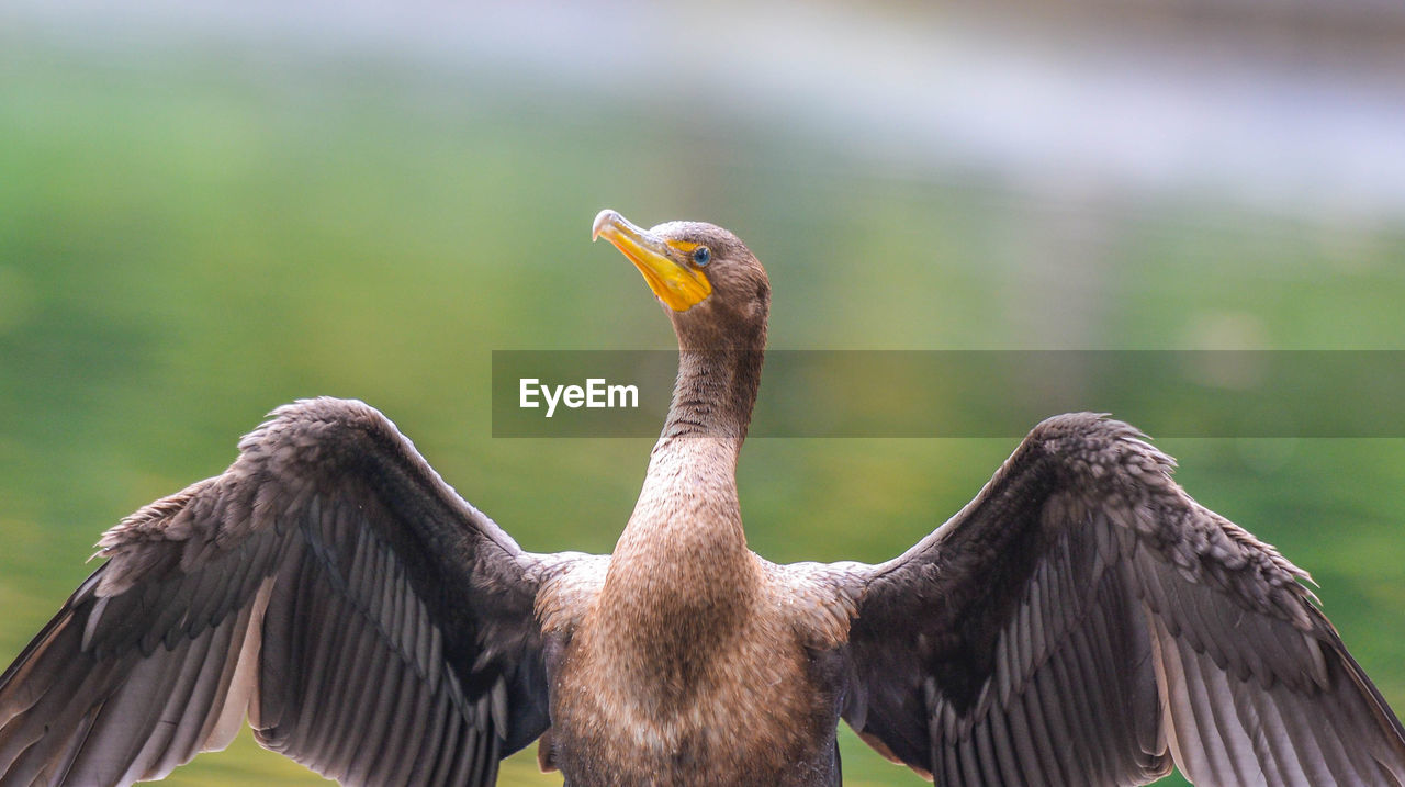 Close-up of the unique cormorant.