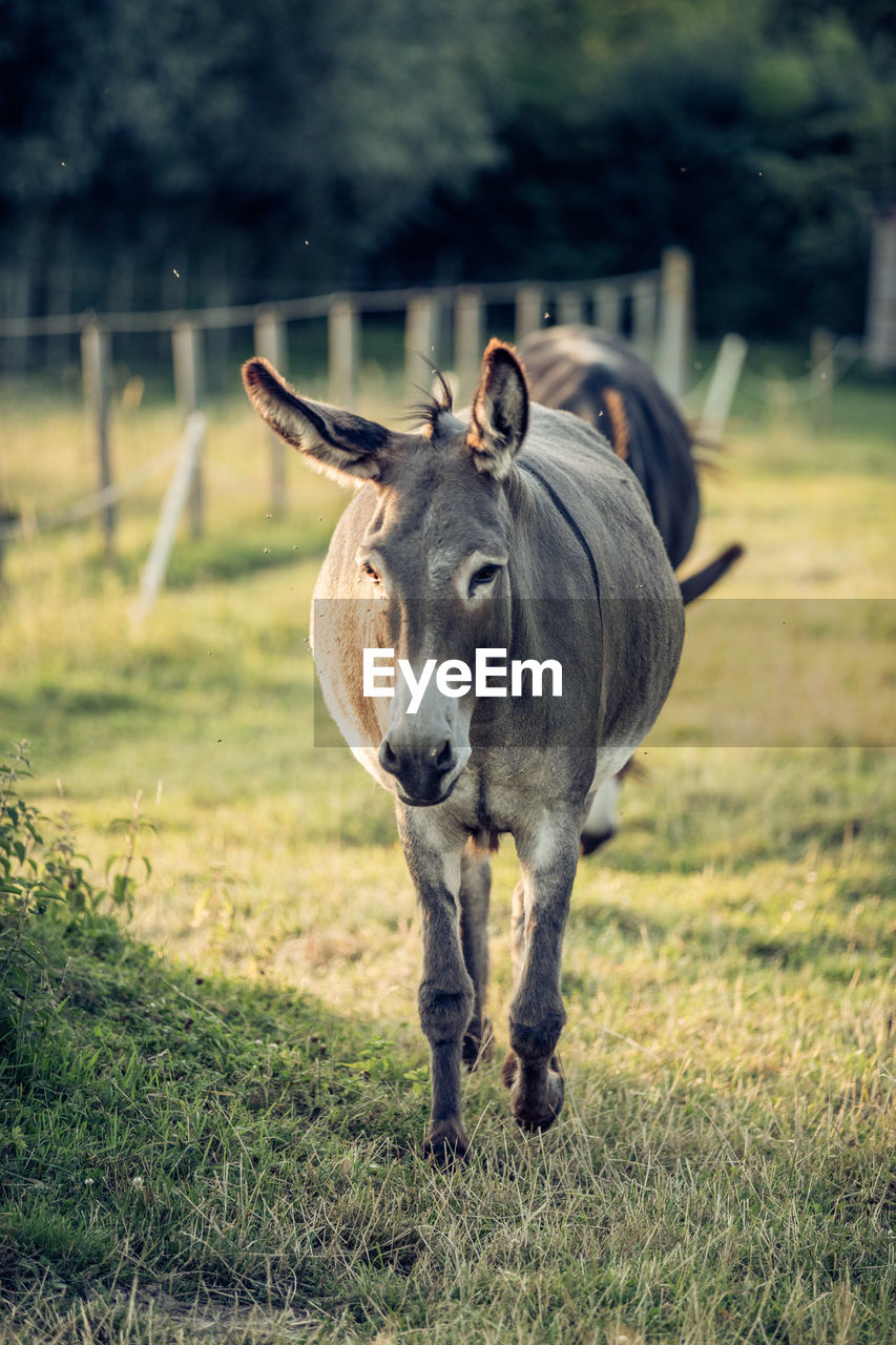 HORSE STANDING ON FIELD