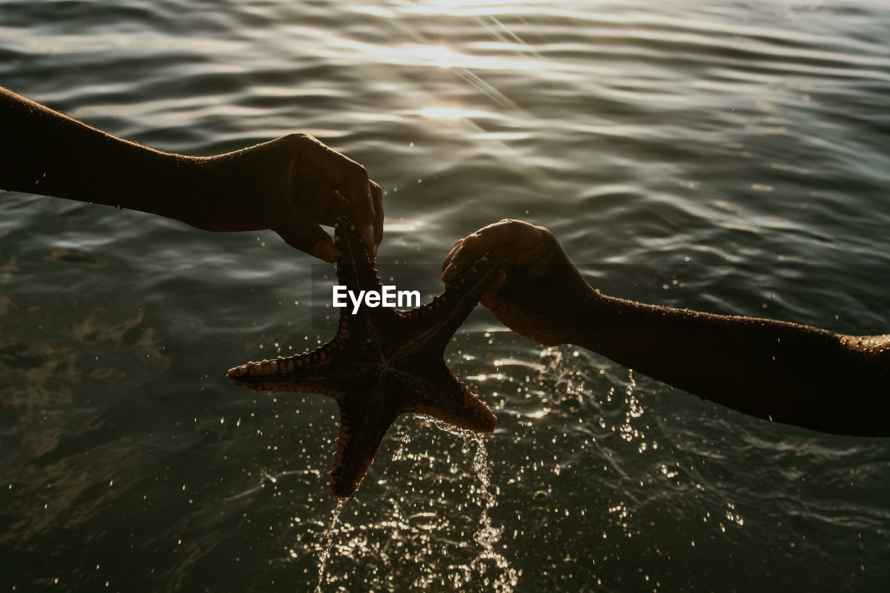 Two human hands holding a starfish during sunset