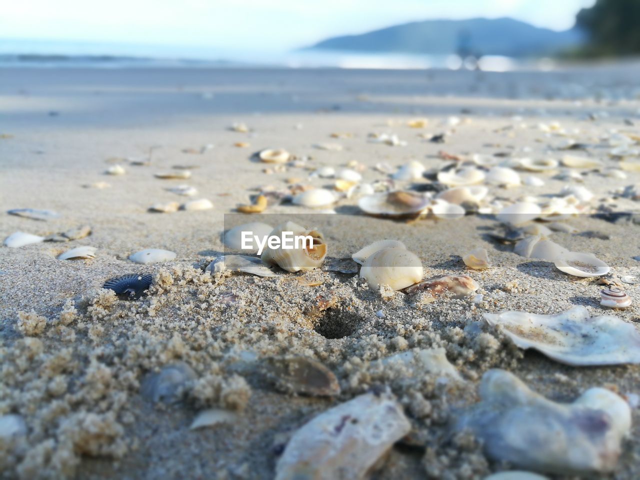 CLOSE-UP OF SHELLS ON SAND