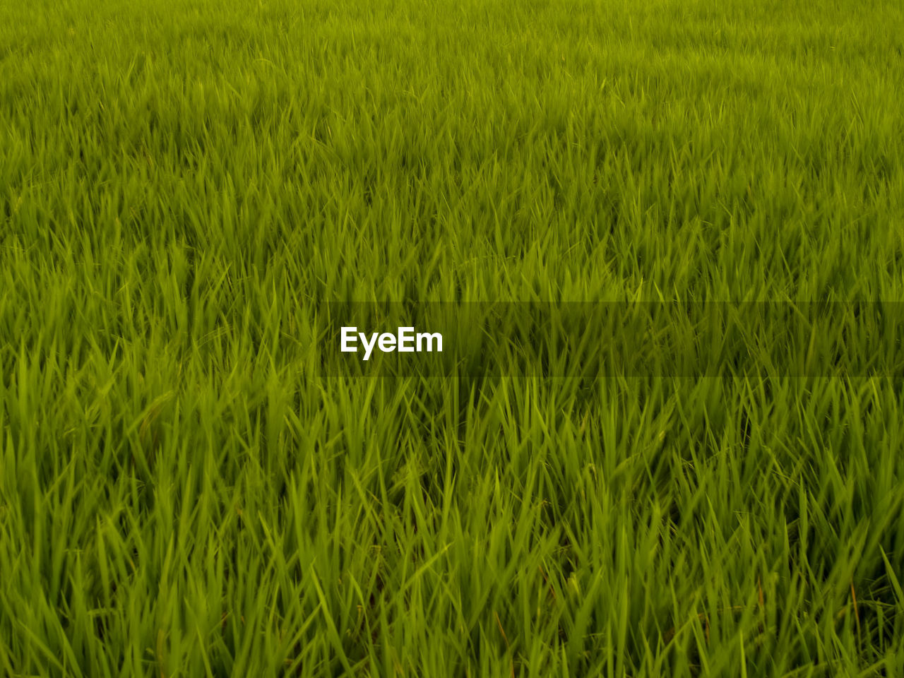 FULL FRAME SHOT OF CROP FIELD
