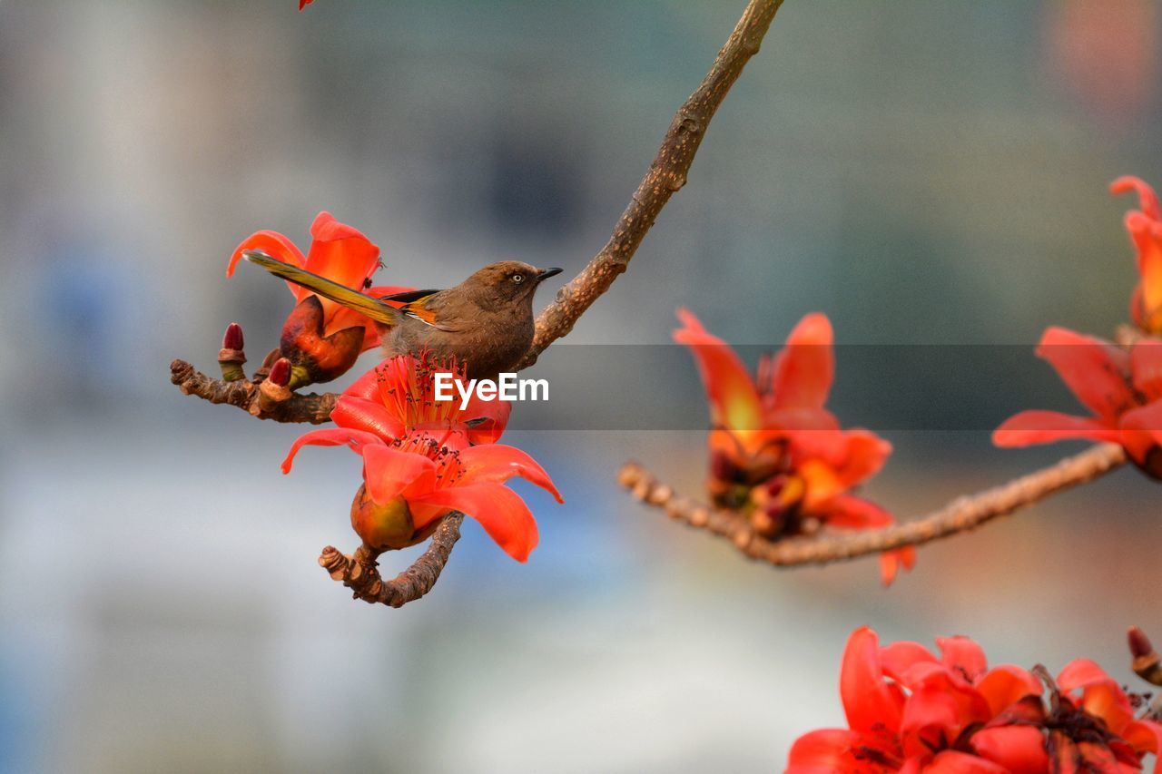 CLOSE-UP OF ORANGE FLOWERS ON PLANT