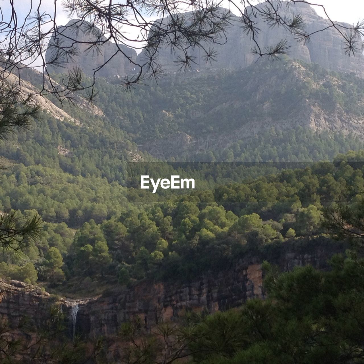 SCENIC VIEW OF TREES ON MOUNTAIN