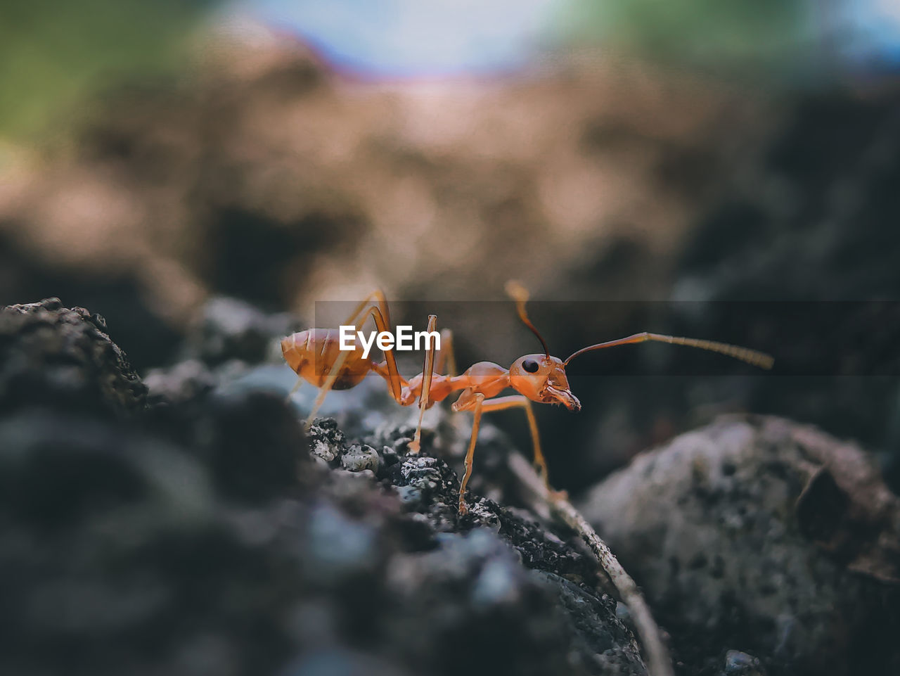 Close-up of insect on rock