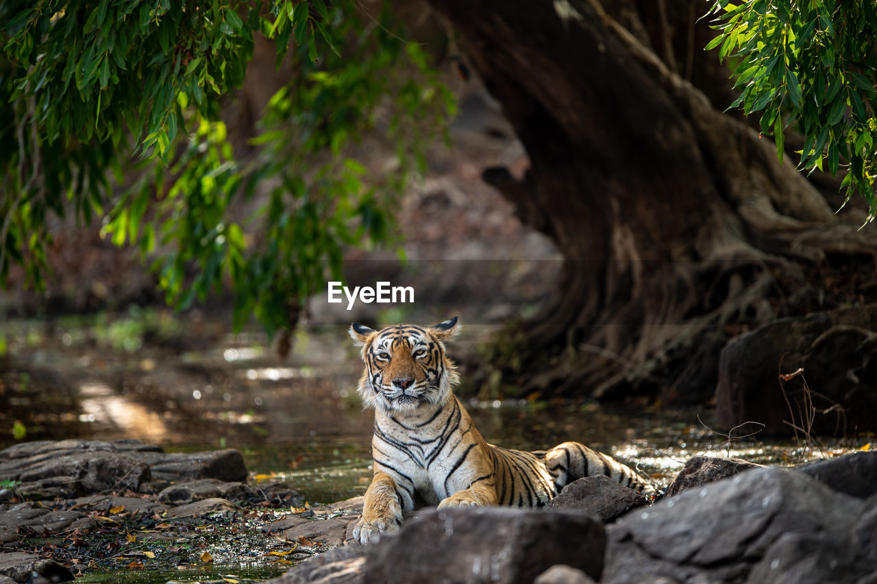 VIEW OF A REPTILE IN FOREST