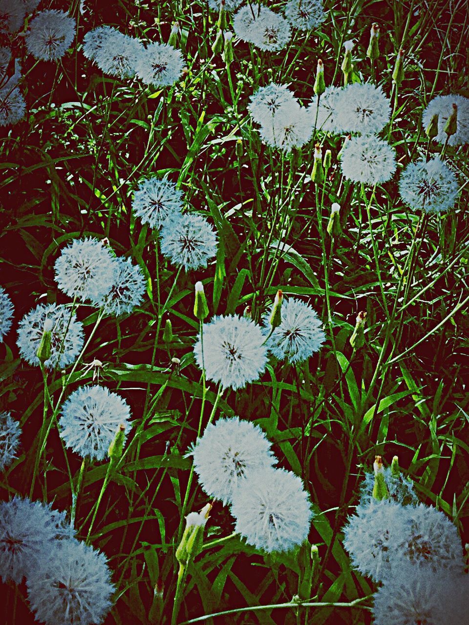 PLANT GROWING ON FIELD