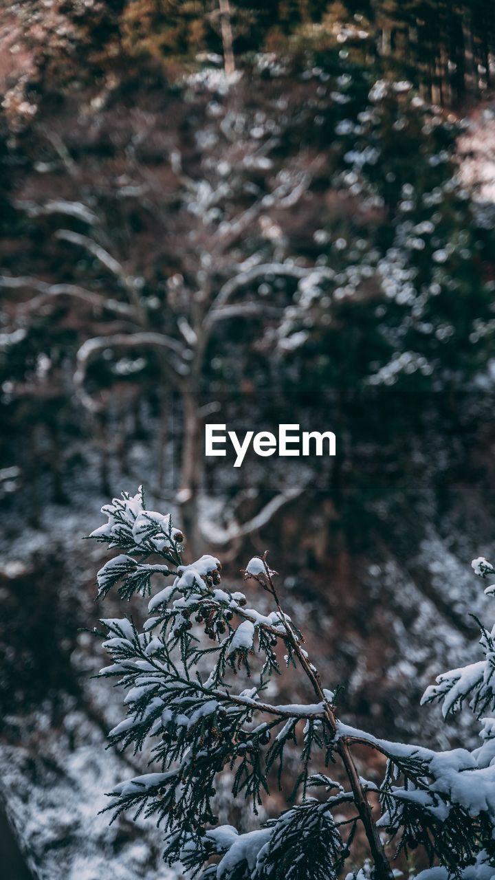 CLOSE-UP OF WILTED PLANT IN SNOW