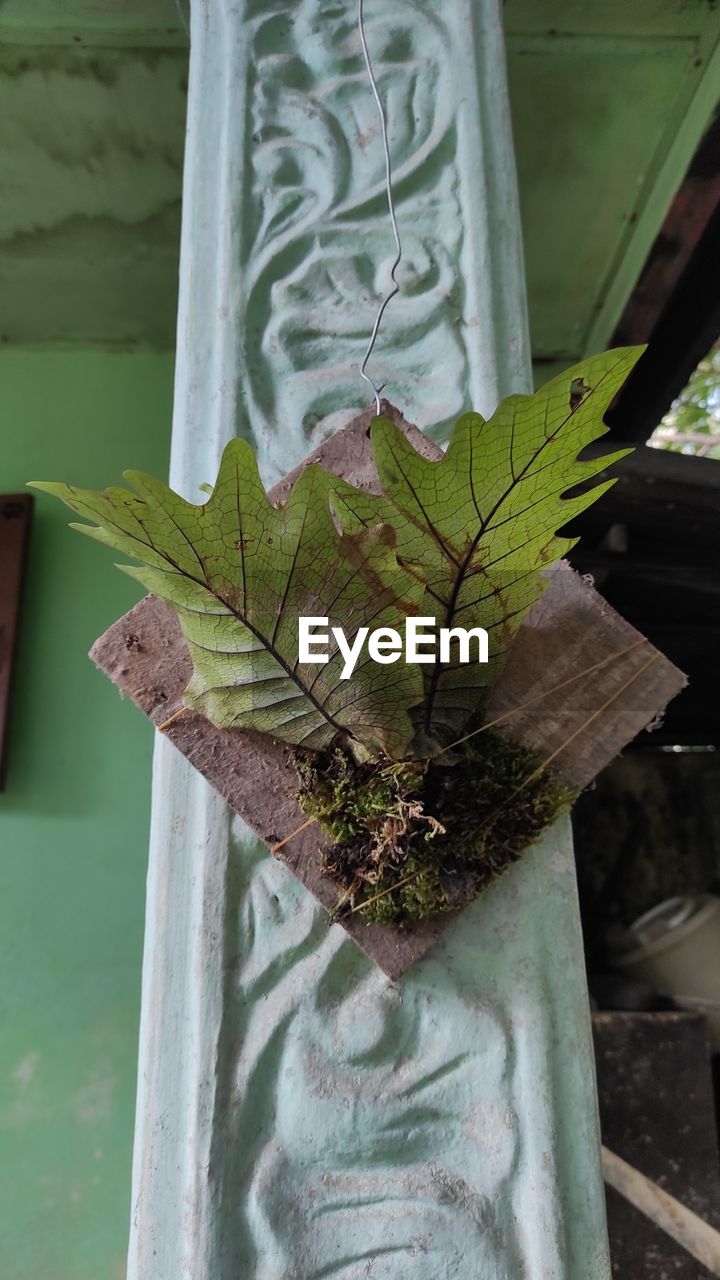 CLOSE-UP OF POTTED PLANT ON WINDOW SILL