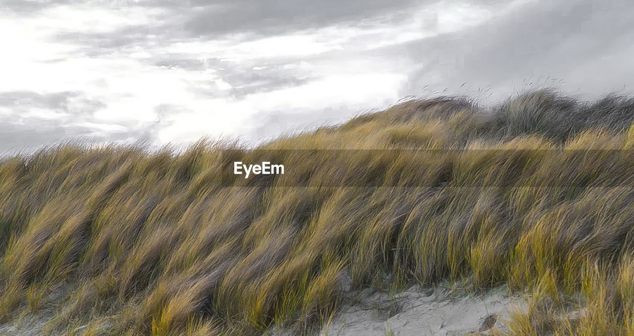 Scenic view of grassy field against sky