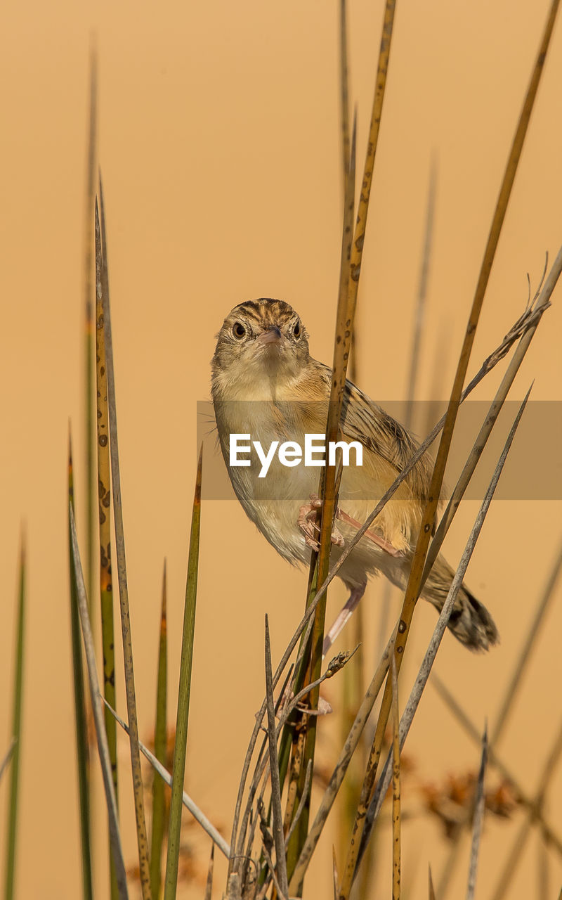 CLOSE-UP OF BIRD PERCHING ON PLANT AGAINST BLURRED BACKGROUND