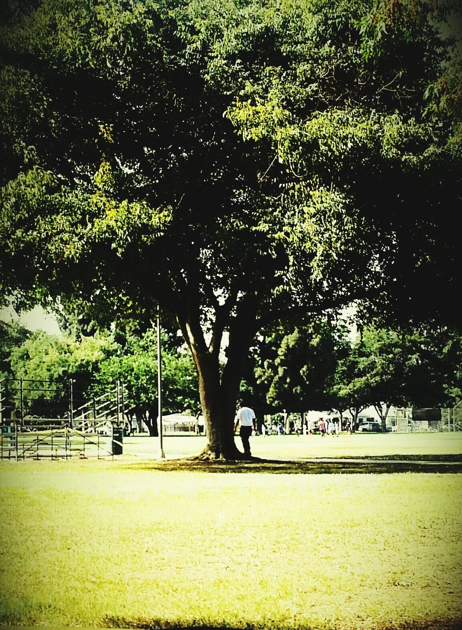 TREES IN SUNLIGHT