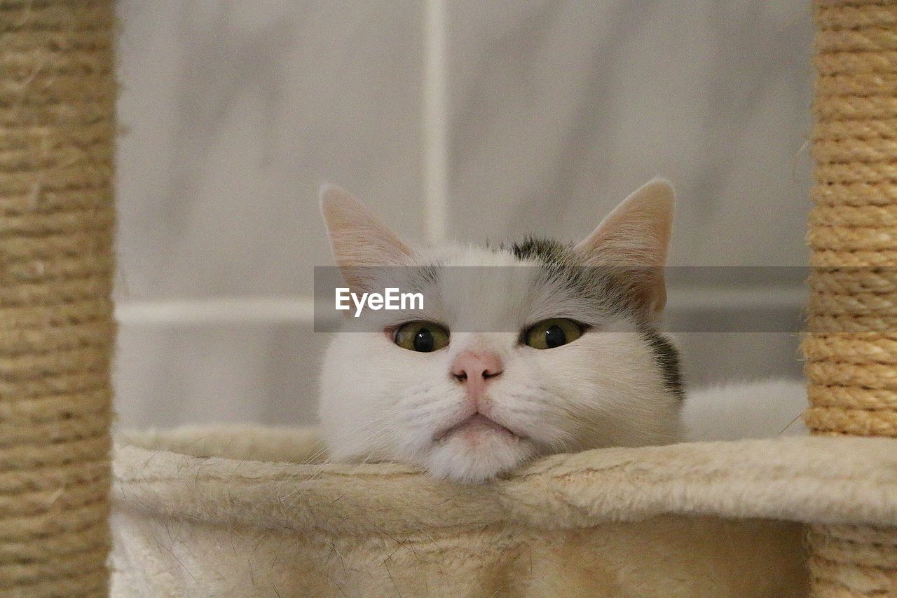 CLOSE-UP PORTRAIT OF CAT BY WHITE WALL