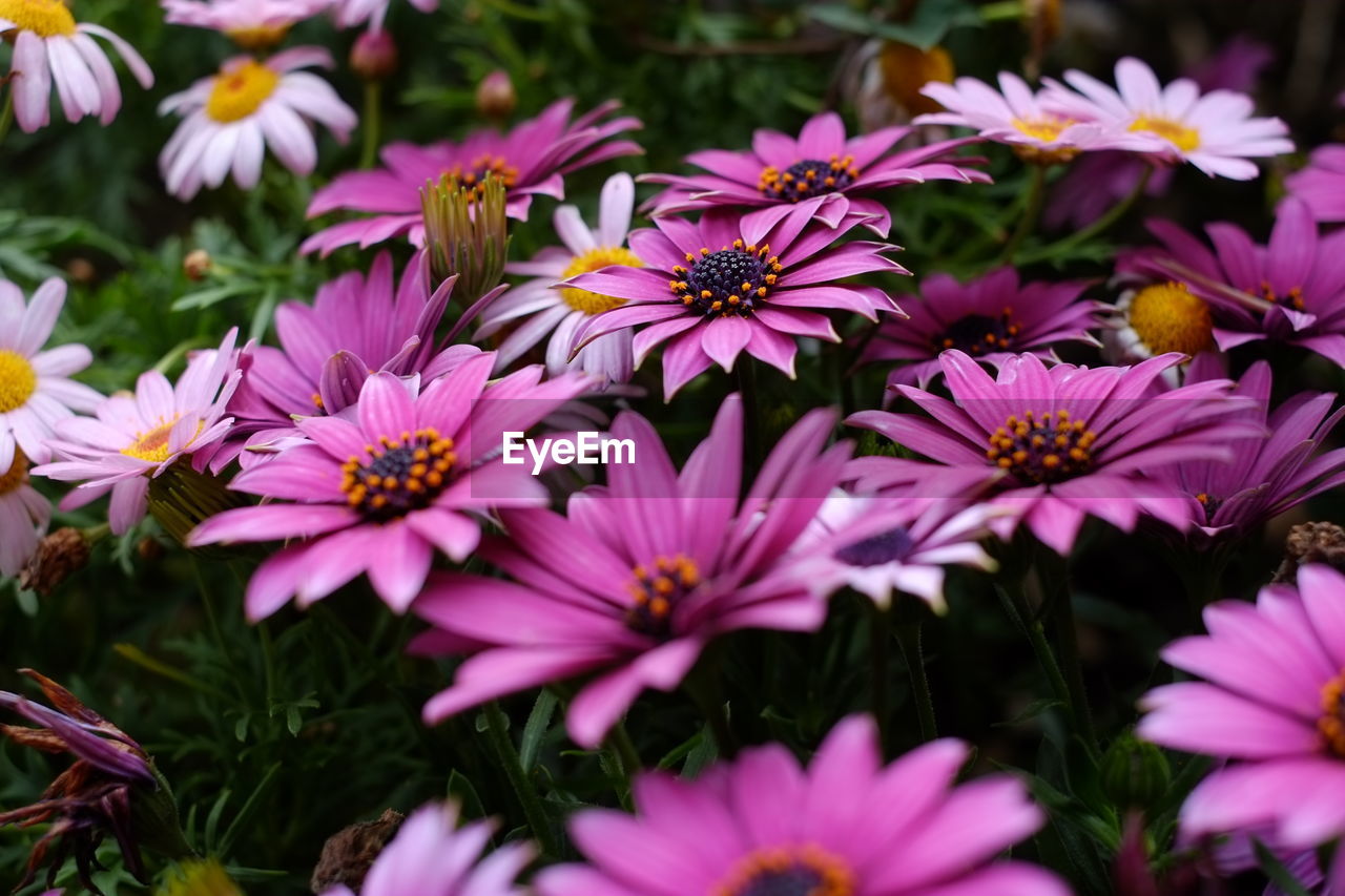 CLOSE-UP OF FLOWERS BLOOMING