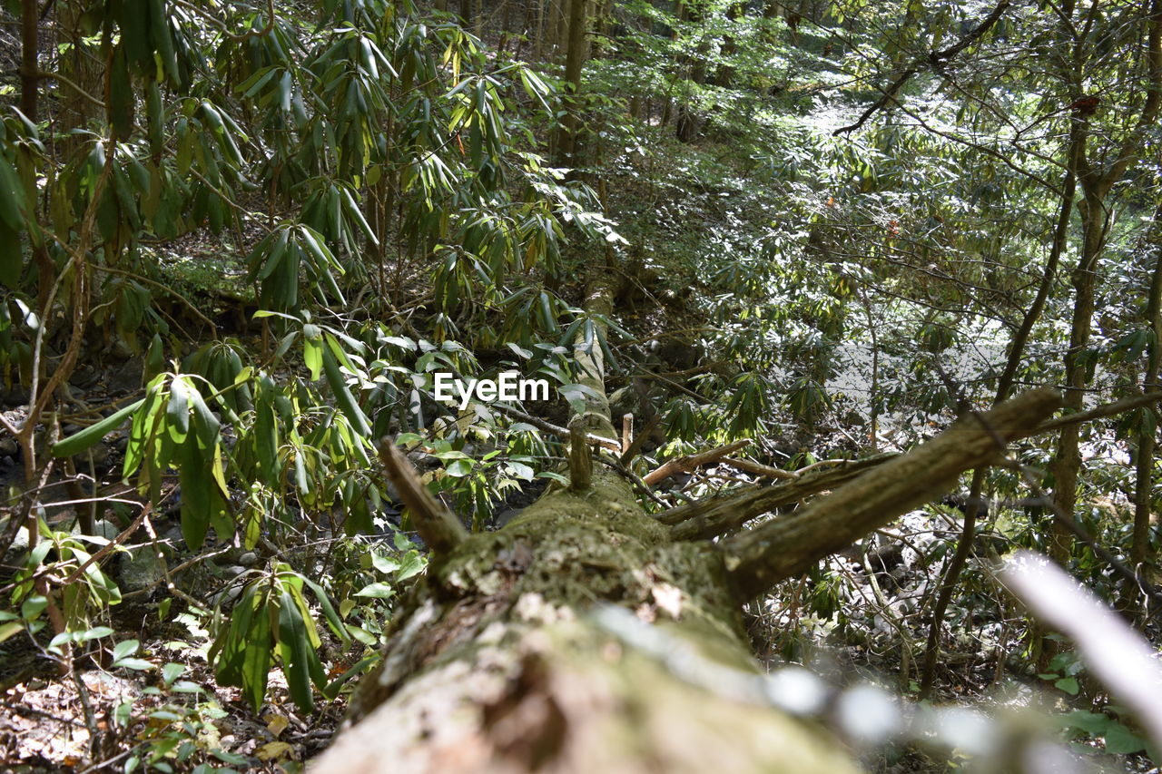 LOW ANGLE VIEW OF TREES