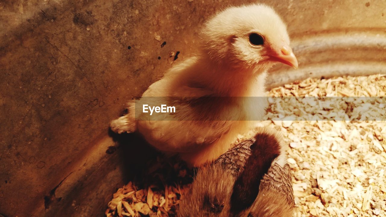 HIGH ANGLE VIEW OF A BIRD ON A FIELD