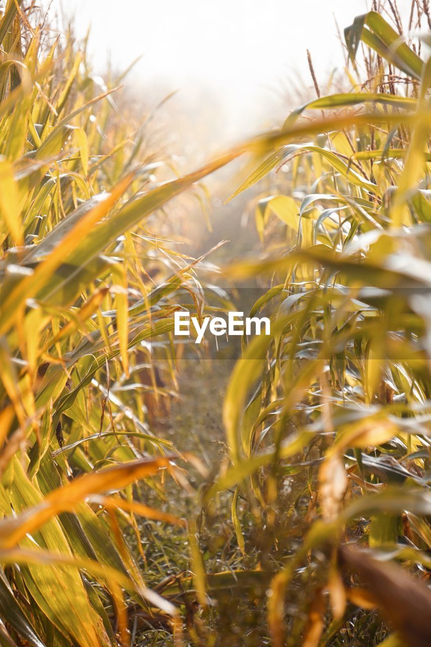 full frame shot of wheat field