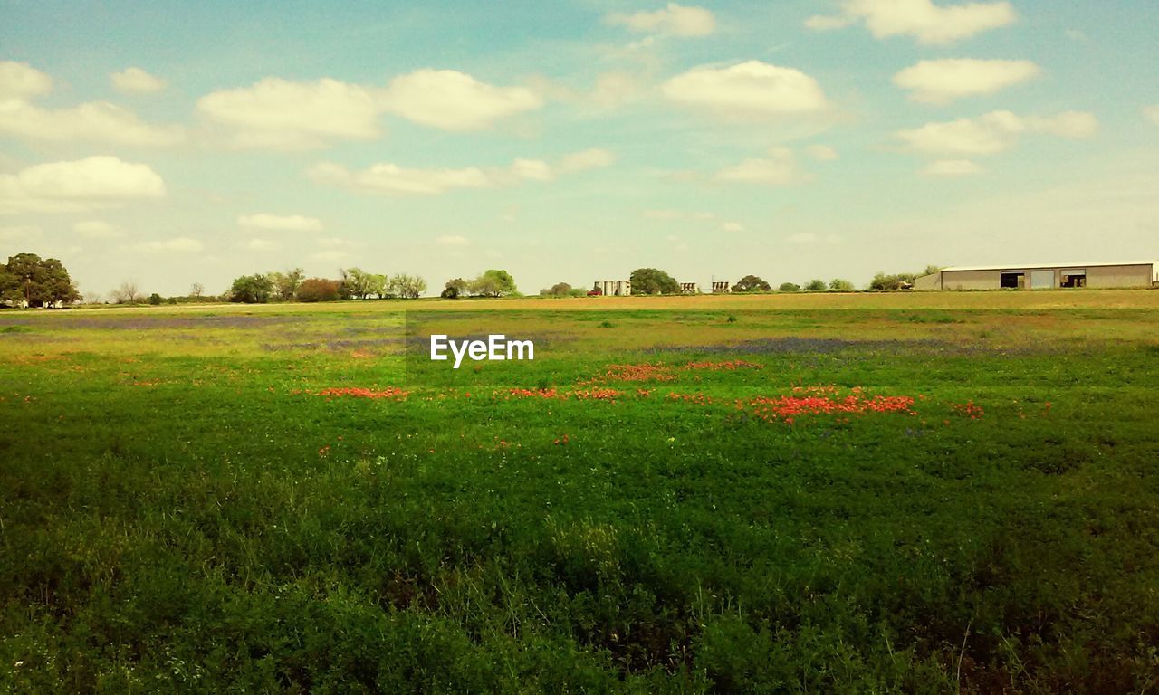 View of green landscape against cloudy sky