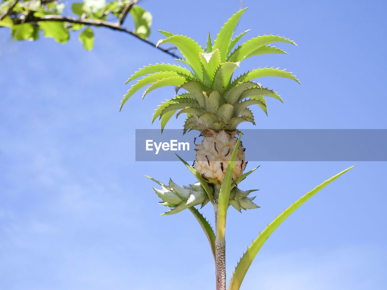 LOW ANGLE VIEW OF PLANT AGAINST SKY