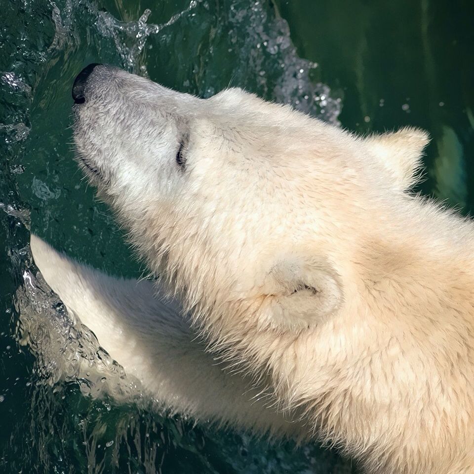 CLOSE-UP OF WHITE DOG