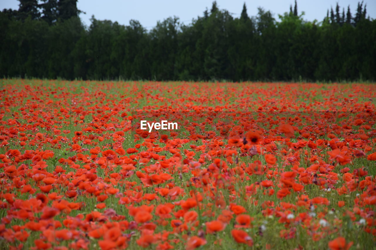 Scenic view of red flowering trees on field