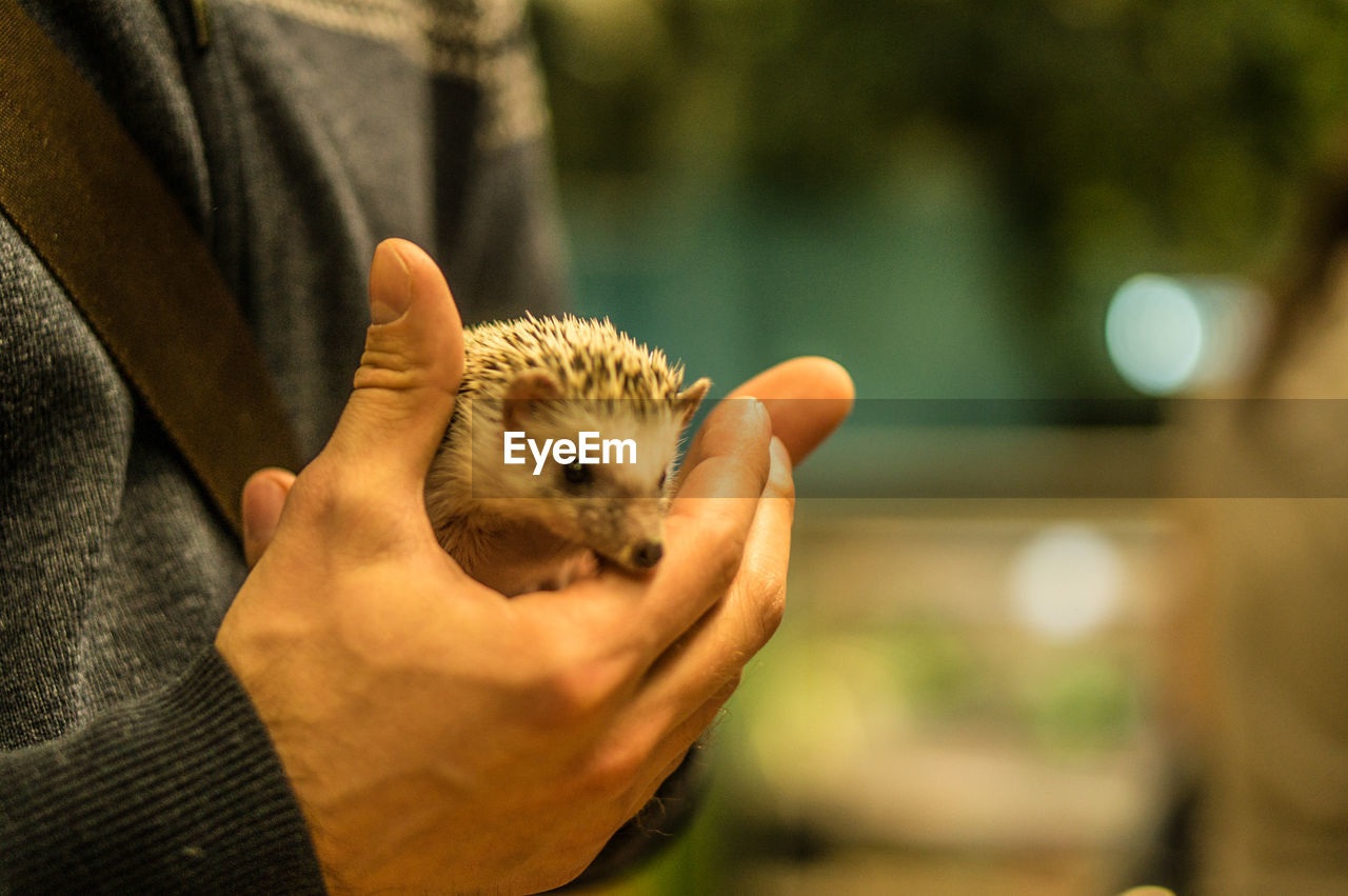 Midsection of man holding hedgehog