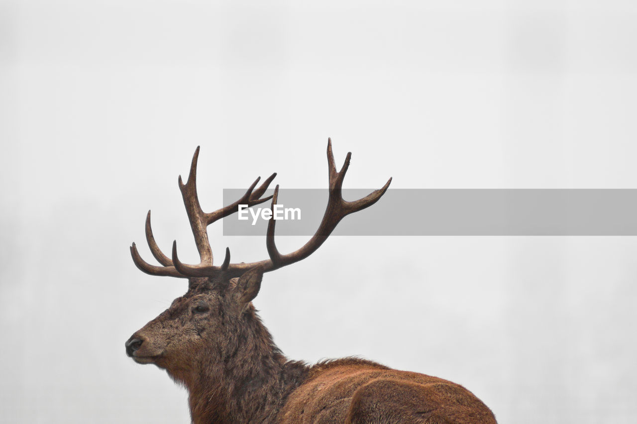 Low angle view of deer against sky