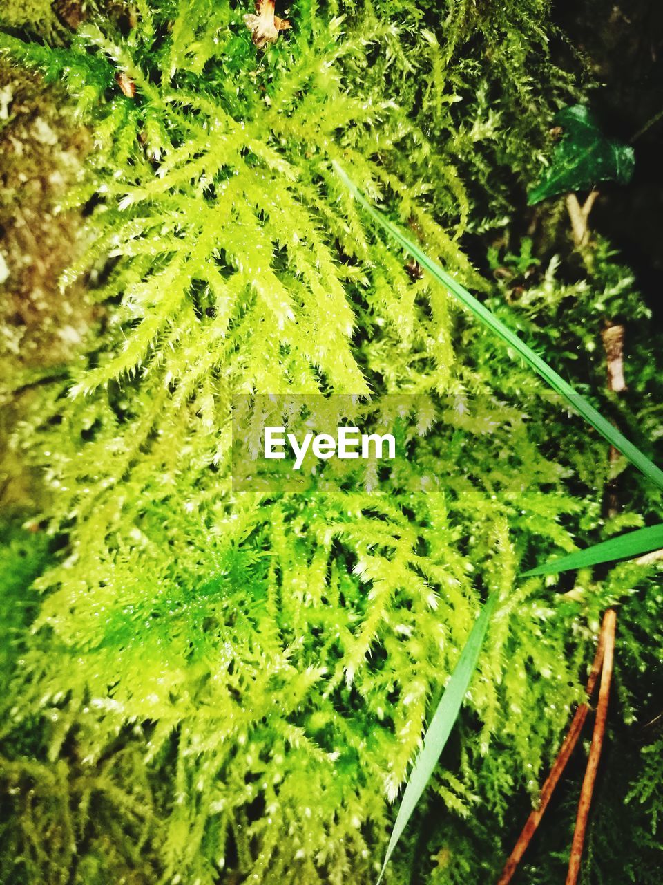 CLOSE-UP OF FRESH GREEN PLANT