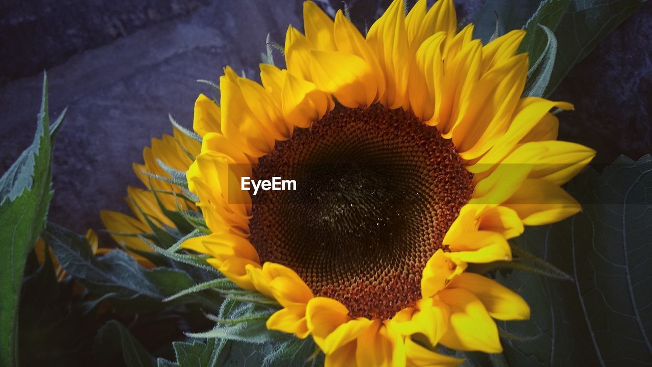 CLOSE-UP OF FRESH SUNFLOWERS BLOOMING IN GARDEN