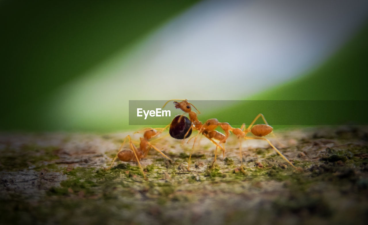 CLOSE-UP OF INSECT ON LEAF