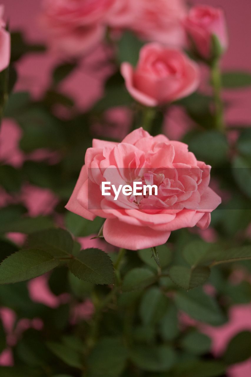 CLOSE-UP OF PINK ROSE