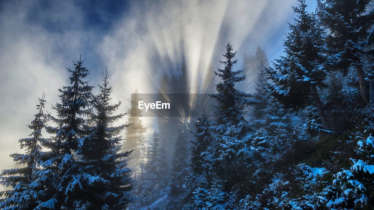 Trees in forest against sky during winter