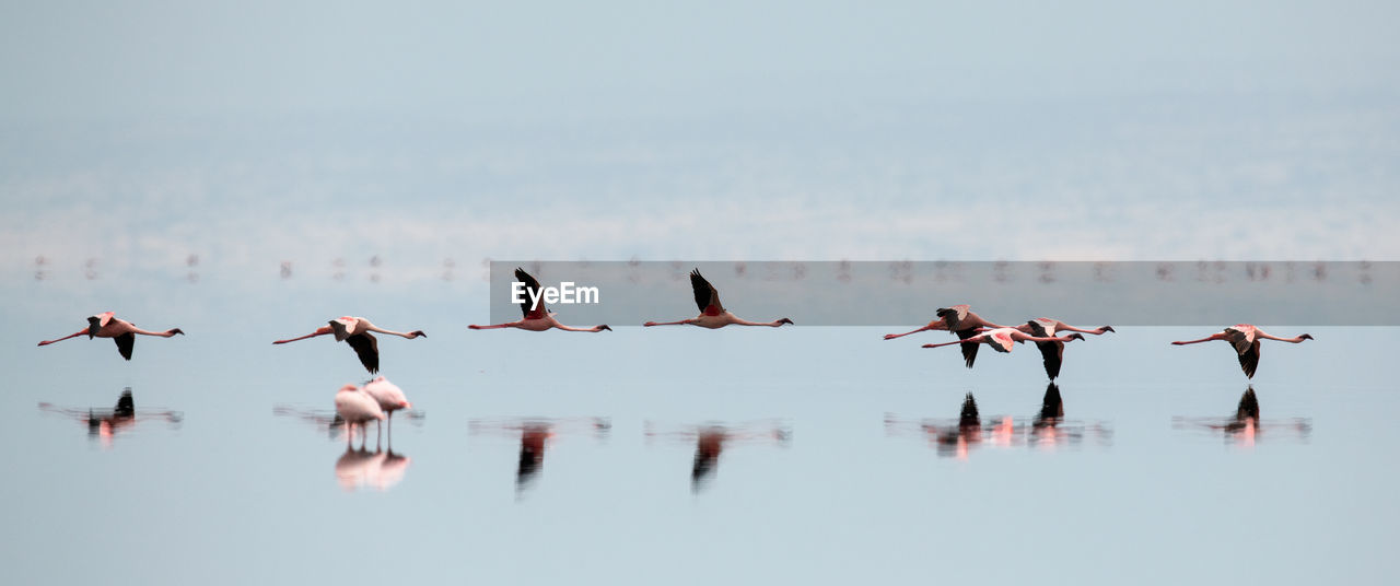 Panoramic view of birds flying over lake
