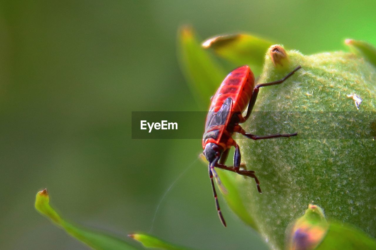 Close-up of insect on plant