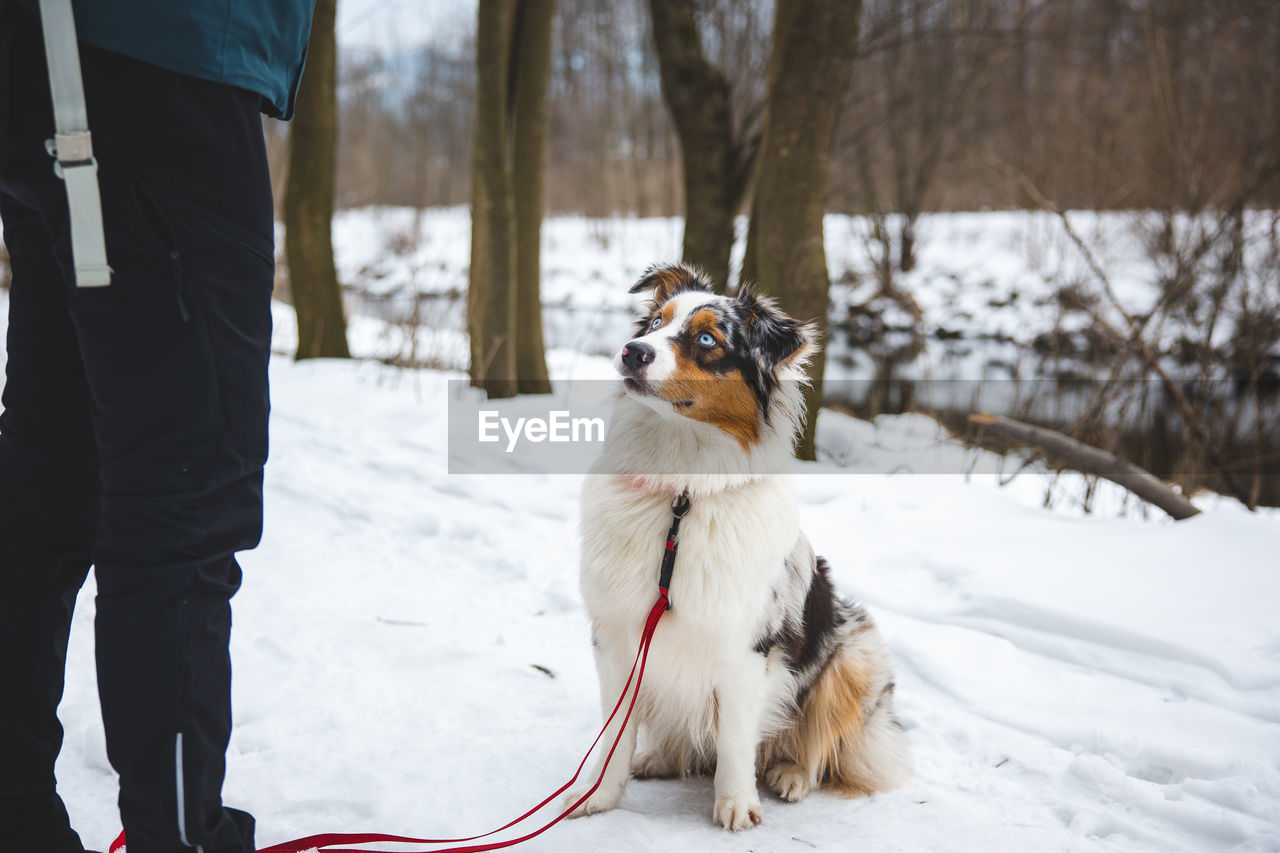 canine, domestic animals, dog, pet, one animal, mammal, animal themes, animal, snow, winter, cold temperature, nature, tree, leash, clothing, adult, pet leash, footwear, purebred dog, day, white, leisure activity, one person, standing, friendship, warm clothing, outdoors