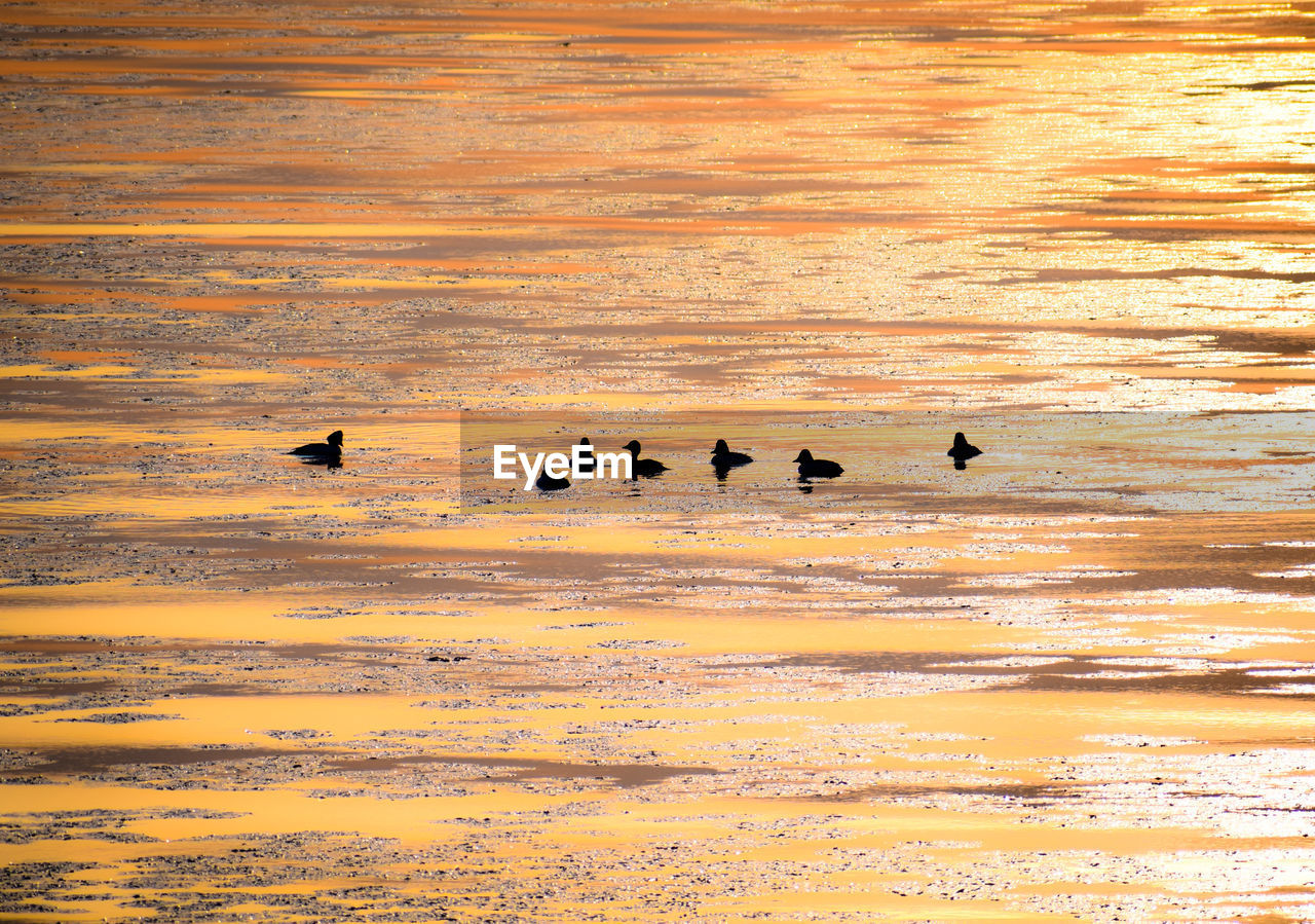 Silhouette birds on land against orange sky