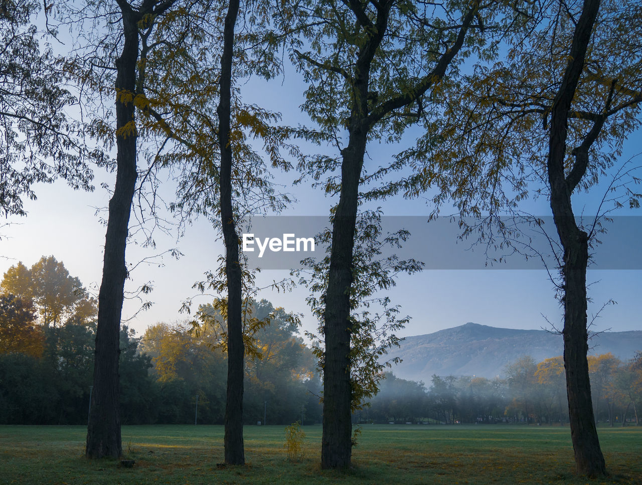 SCENIC VIEW OF TREES AGAINST SKY