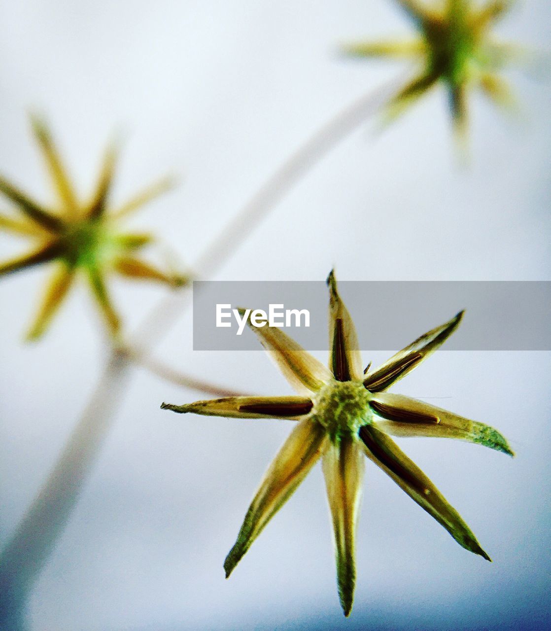 Close-up of flowers against blurred background