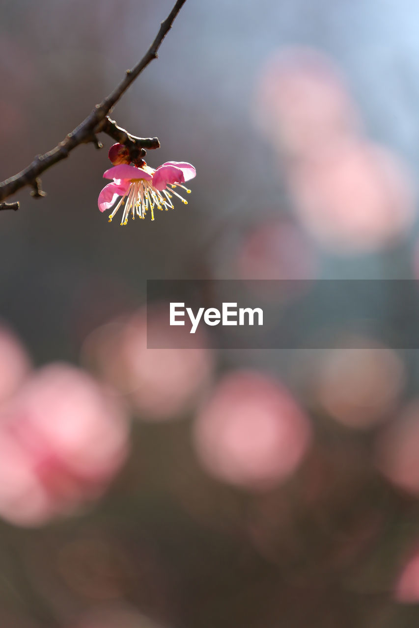 CLOSE-UP OF PINK CHERRY BLOSSOMS