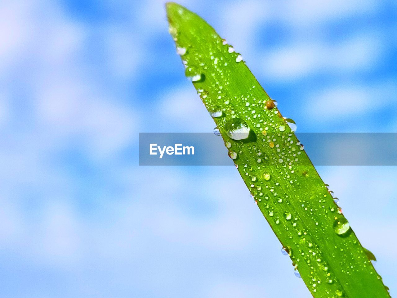 Close-up of water drops on leaf