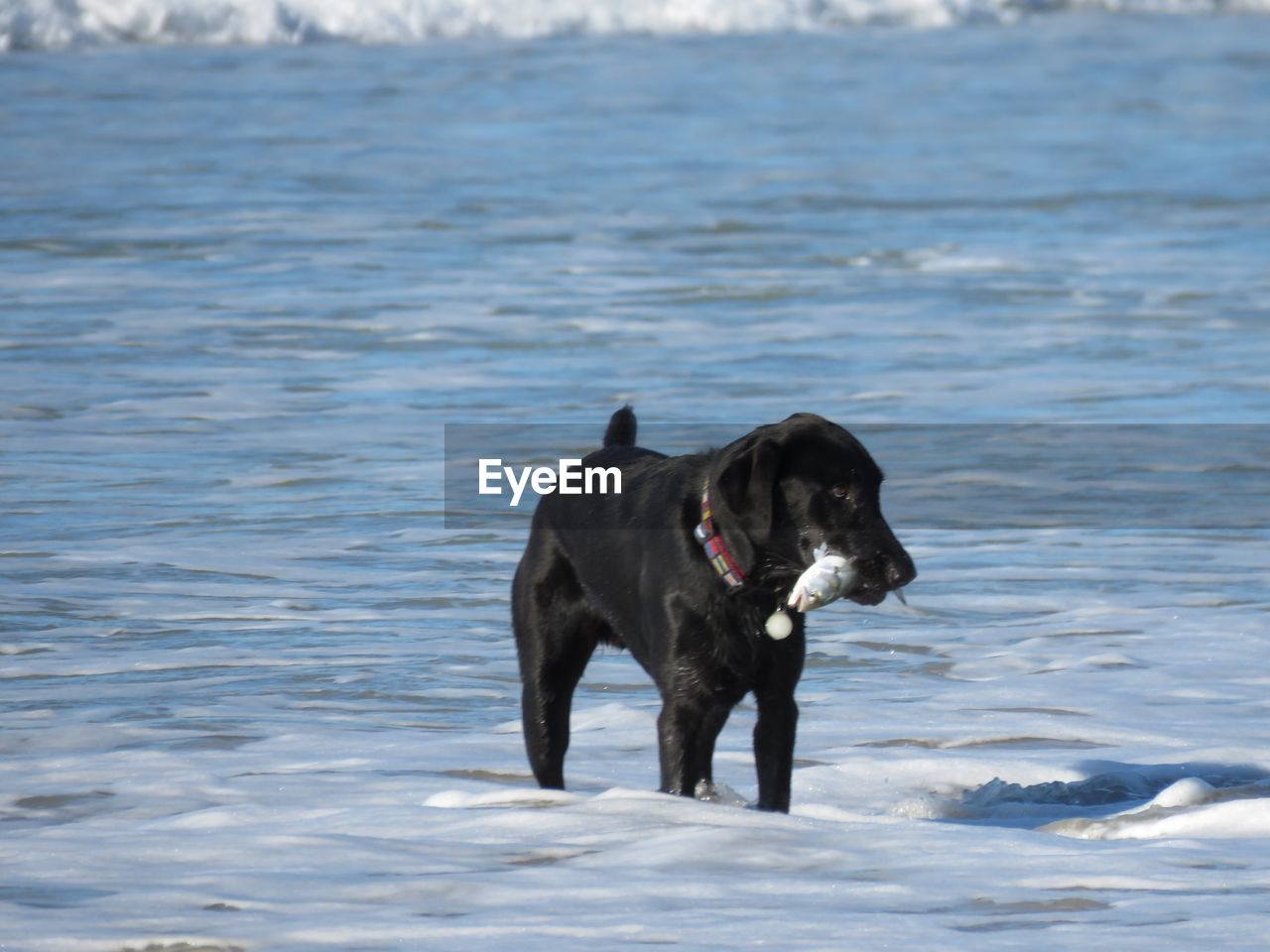 Dog on sea shore