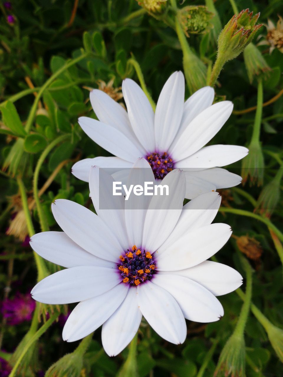 CLOSE-UP OF WHITE DAISY FLOWER