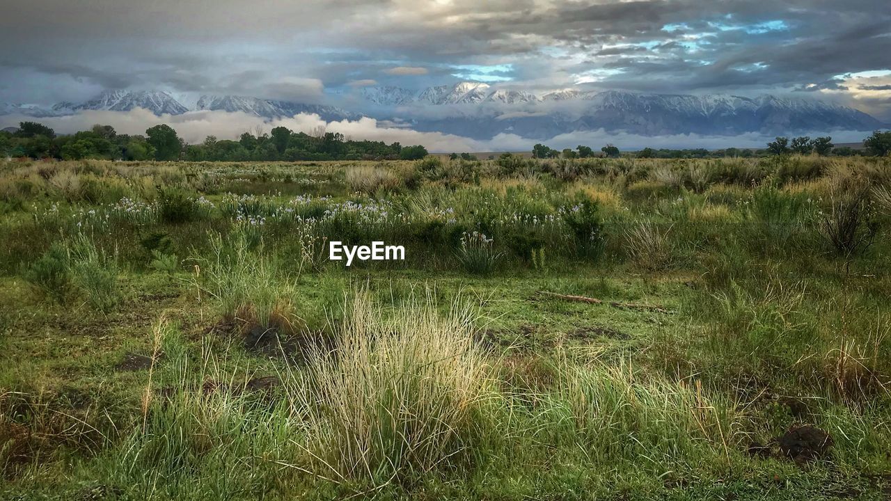 SCENIC VIEW OF GRASS ON FIELD AGAINST SKY