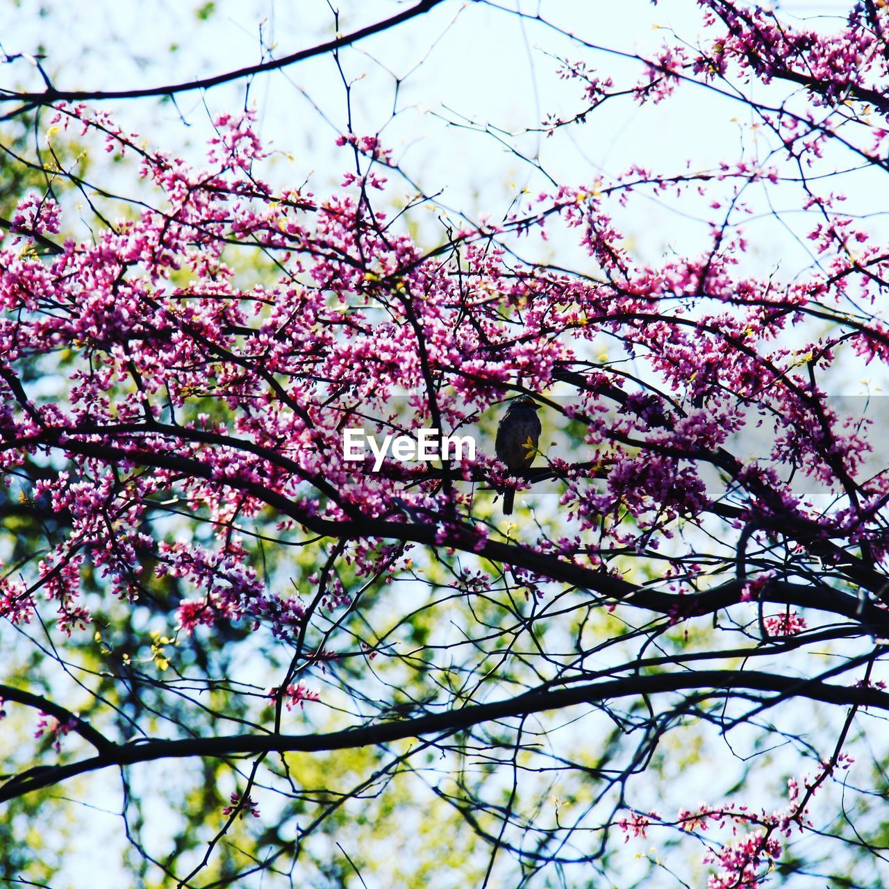 LOW ANGLE VIEW OF PINK FLOWERS ON TREE