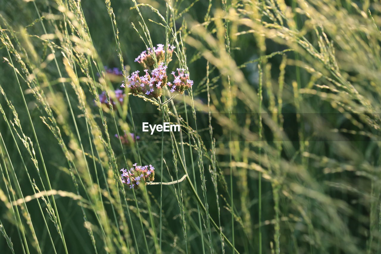 plant, grass, nature, flower, prairie, flowering plant, beauty in nature, growth, meadow, freshness, field, fragility, green, close-up, no people, land, day, outdoors, lawn, grassland, macro photography, selective focus, focus on foreground, wildflower, tranquility, sunlight, animal wildlife, animal, animal themes, botany, flower head, crop, landscape