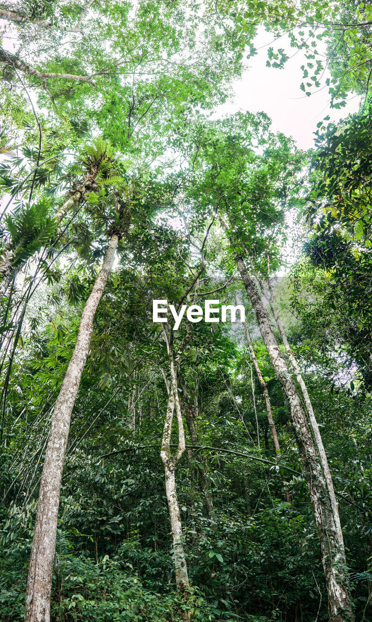 LOW ANGLE VIEW OF TREES IN FOREST