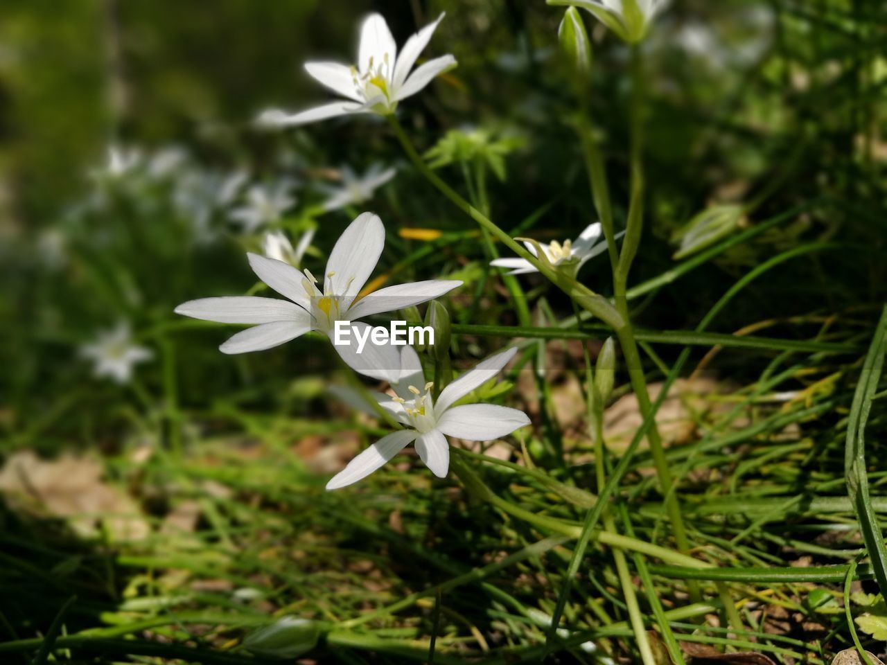 CLOSE-UP OF WHITE FLOWERING PLANTS