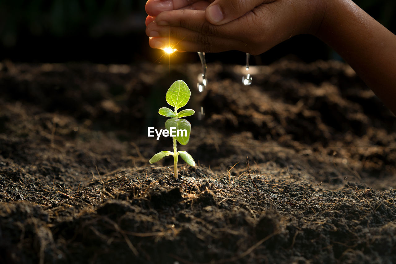 CLOSE-UP OF PERSON HOLDING SMALL PLANT