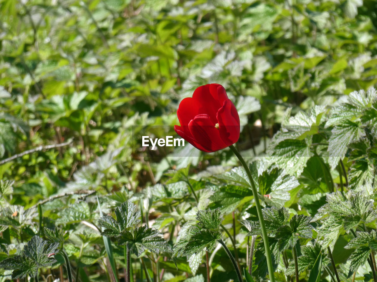 Close-up of red flowering plant